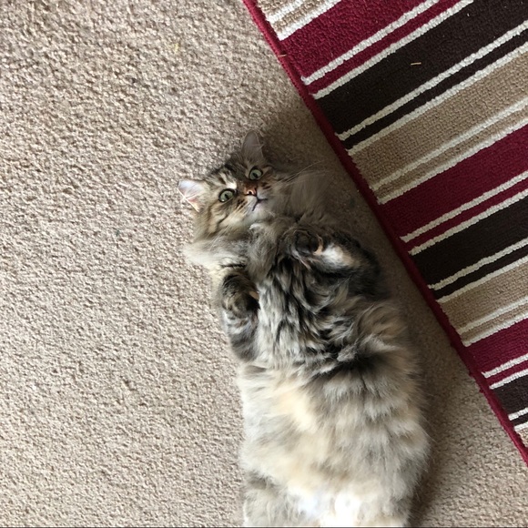 Meet your Posher, Fran - Picture 1 of 3